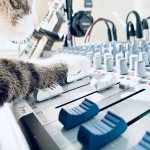 Fat Cat Mixing